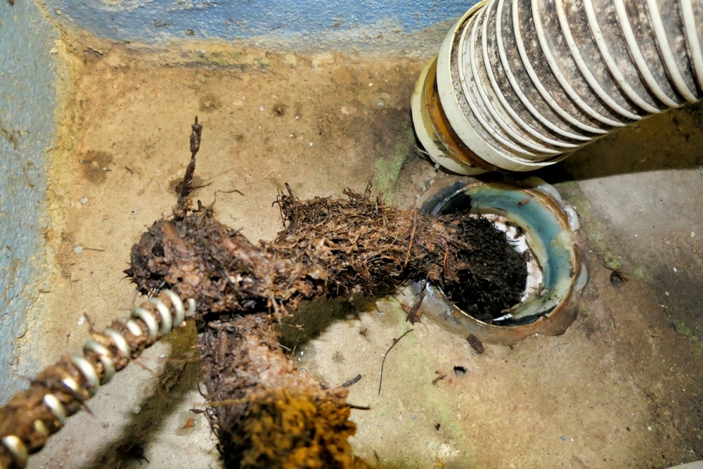 A plumbing snake pulls out a large mass of roots and debris from a floor drain next to a white flexible hose—warning signs like these should never be ignored to prevent pipes burst or severe damage.